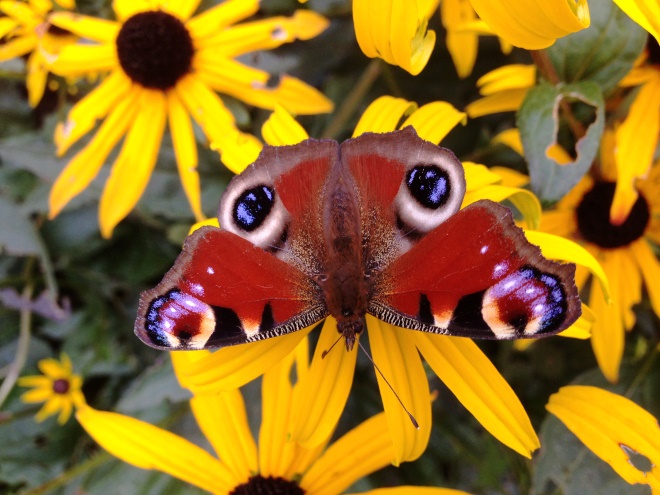Peacock Butterfly, Haiku 1