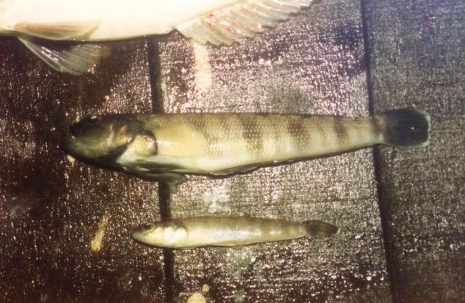 Unknown spp, caught by the long-liner Koei Maru 30 in Falkland Islands waters June 1988