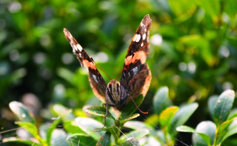 Butterfly, Summer, Haiku