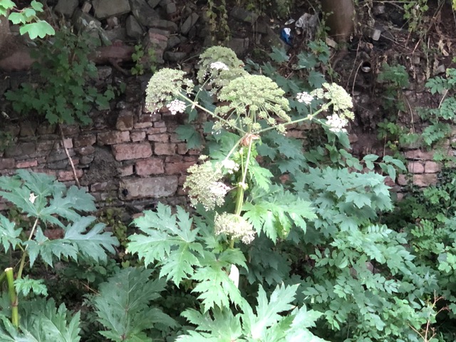 Giant hogweed, River Frome, Bristol, July 2022