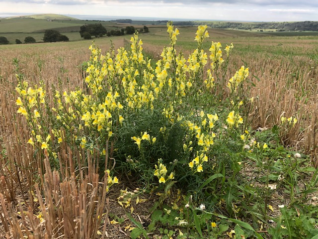 Common Toadflax, West Sussex, September 2022